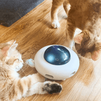 Two cats interacting with a white and blue pet toy on a wooden floor.