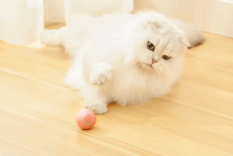 White cat playing with a pink ball on a wooden floor