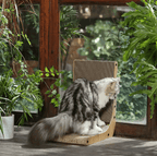 Cat on a wooden cat tree with plants and a window in the background