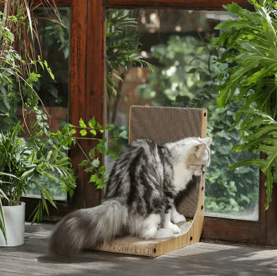 Cat on a wooden cat tree with plants and a window in the background