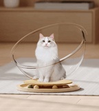 White cat sitting on a transparent glass and wooden pet toy