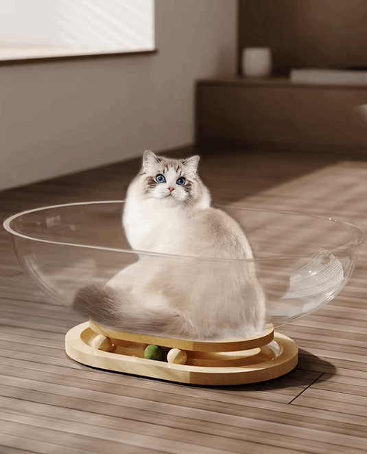 Cat sitting inside a transparent pet bed with wooden base on a wooden floor.