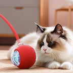 Cat playing with a red ball toy on a carpeted floor.